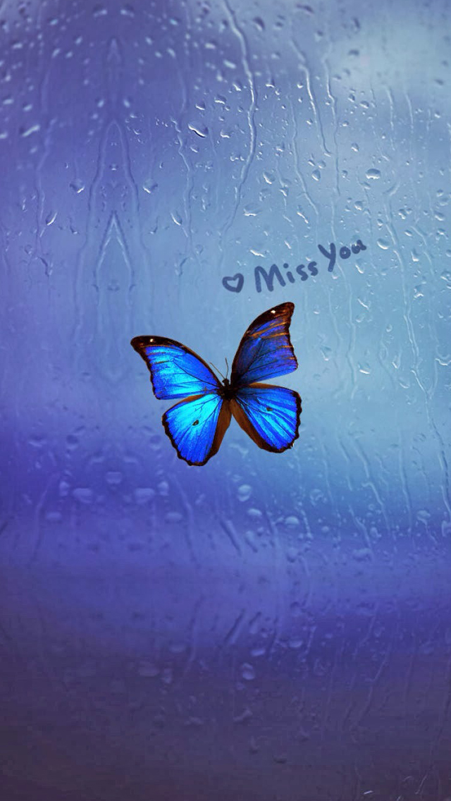 бабочка на мокром от дождя окне i miss you
