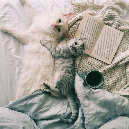 Кошка и котенок ждут хозяйку в постели, чтоб читать книгу попивая кофеек