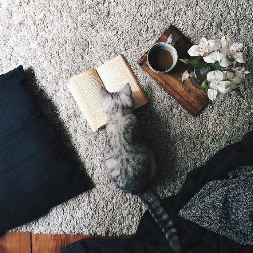 Серый котенок уткнулся носиком в книгу