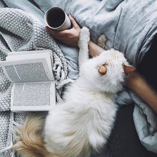 Как это невозможно приятно, когда кошка помогает читать и пить кофе