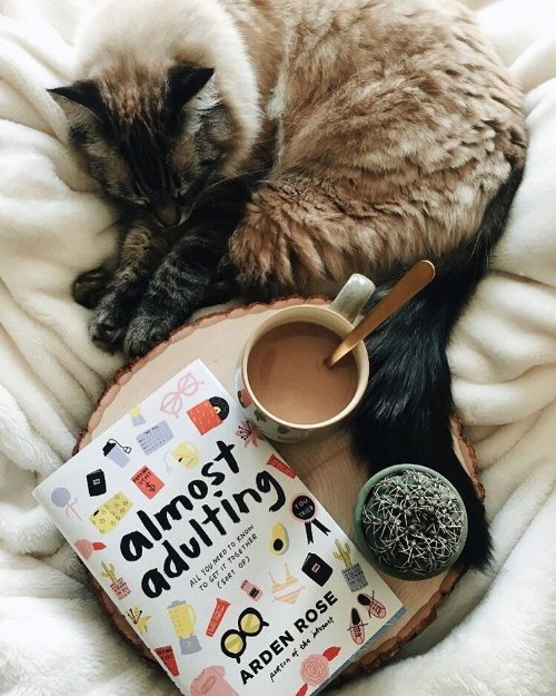 Кошечка уснула в кровати около книги и чашки кофе