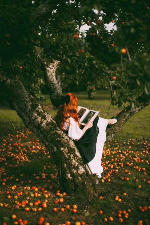 Рыжая девушка со спины под деревом среди яблок читает книгу
