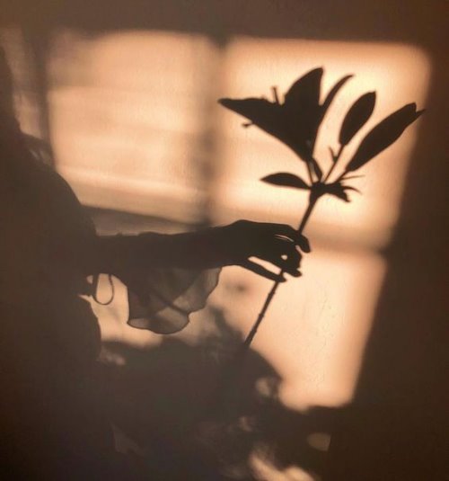 Тень на стене девушки с лилией