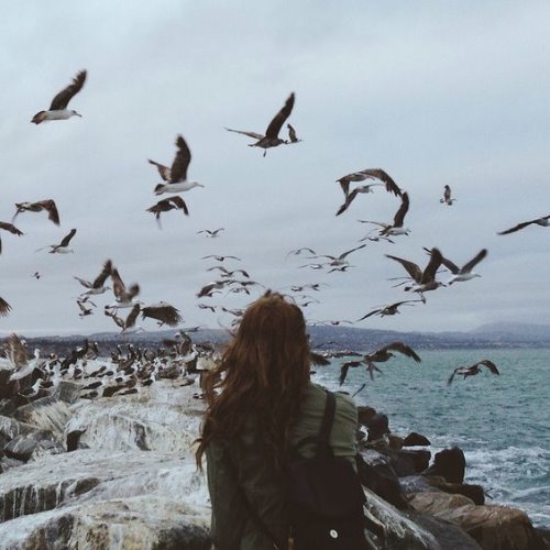 Девушка смотрит на летящих птиц без лица со спины